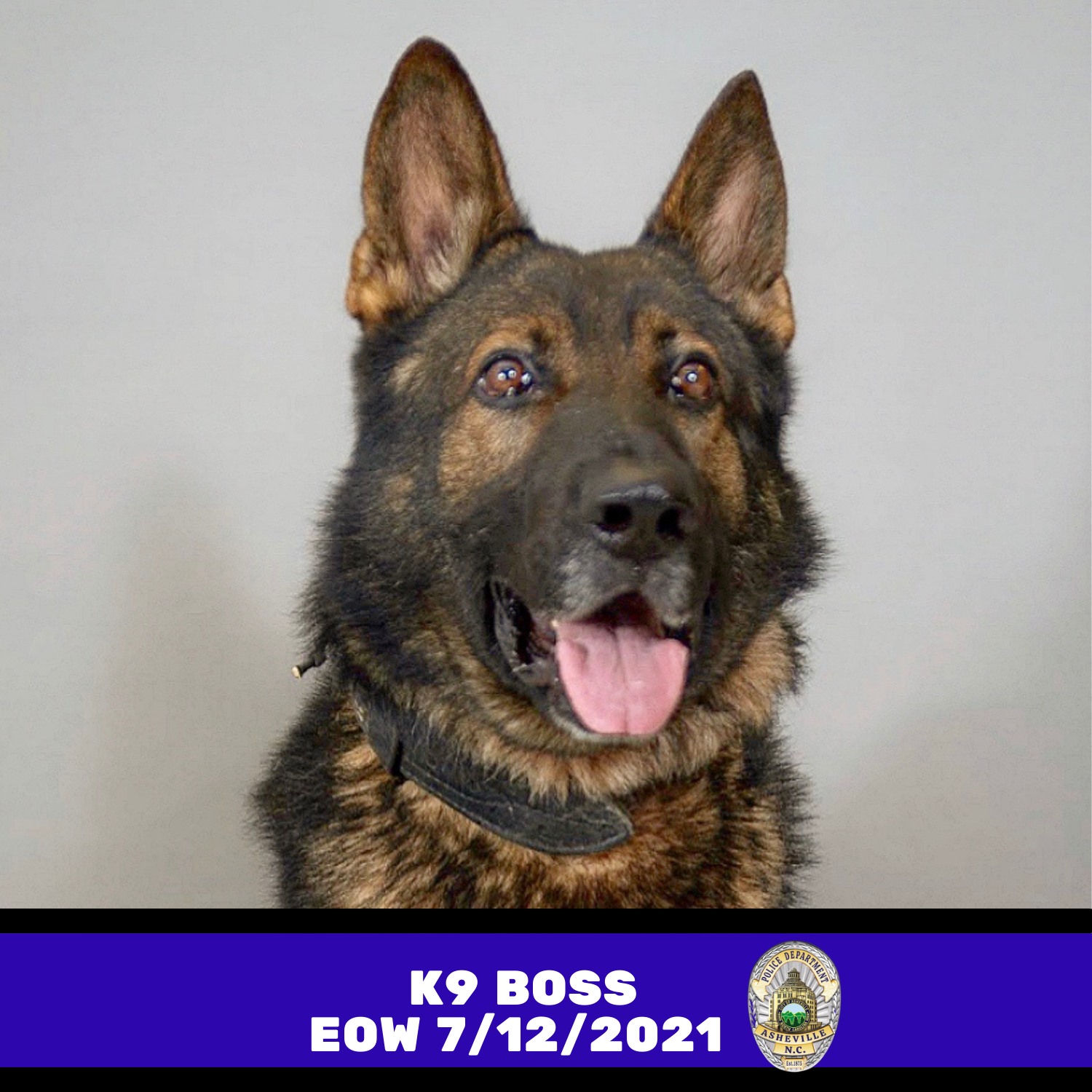 K9BossAshevillePoliceDog2021