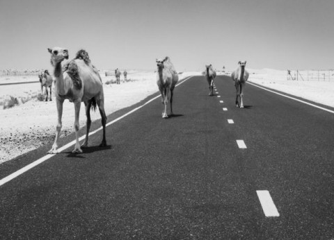 Camelshighway