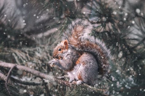 Squirrelwinterpexels