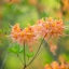 Spring in the Azalea Collection @ NC Arboretum in Asheillve!