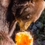 Beary Scary Halloween @ Grandfather Mountain!