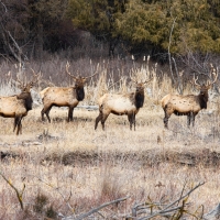 Educator Workshop: Wild About Elk