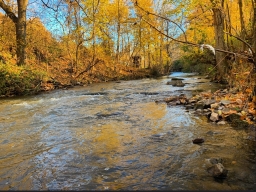 autumn stream