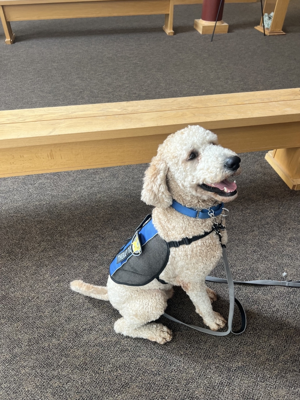 BCtherapydogsept2024